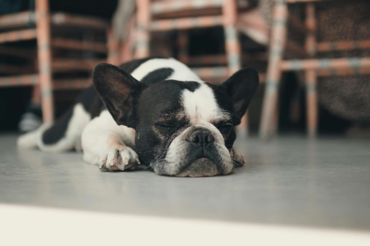 Spring Allergy Signs in Pets: Recognition and Relief for Dogs and Cats
