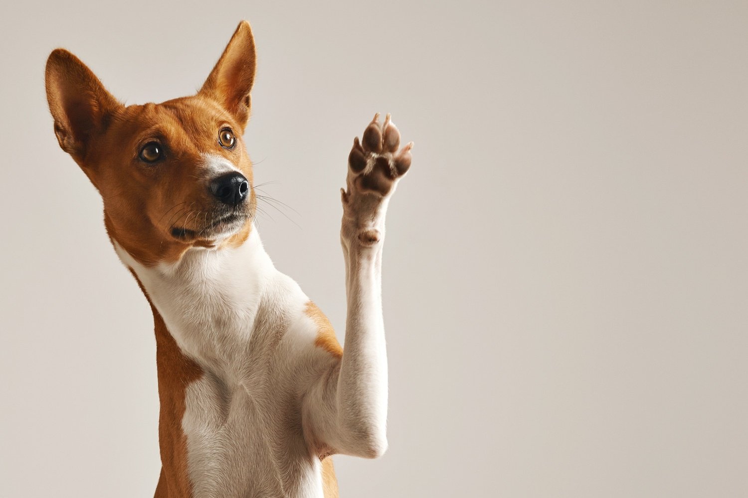 dog trail safety Abbotsford