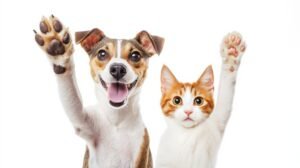 spring preventive care pets Abbotsford