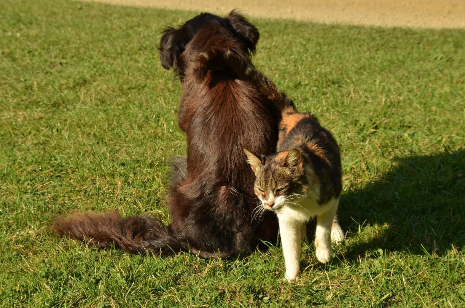 Healthy Weight for Dogs and Cats in Abbotsford This Spring