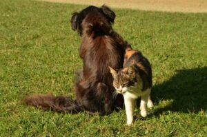 Healthy Weight for Dogs and Cats in Abbotsford This Spring