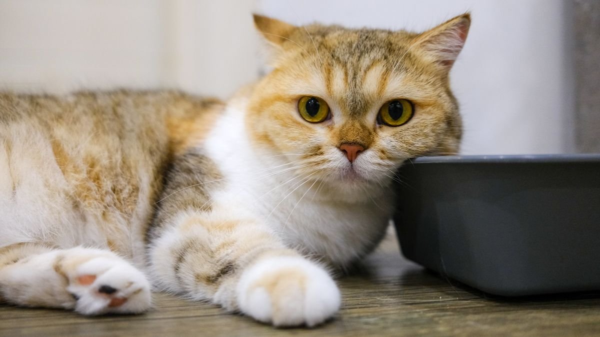 A cat resting at home, litter box problems are often a sign something is wrong